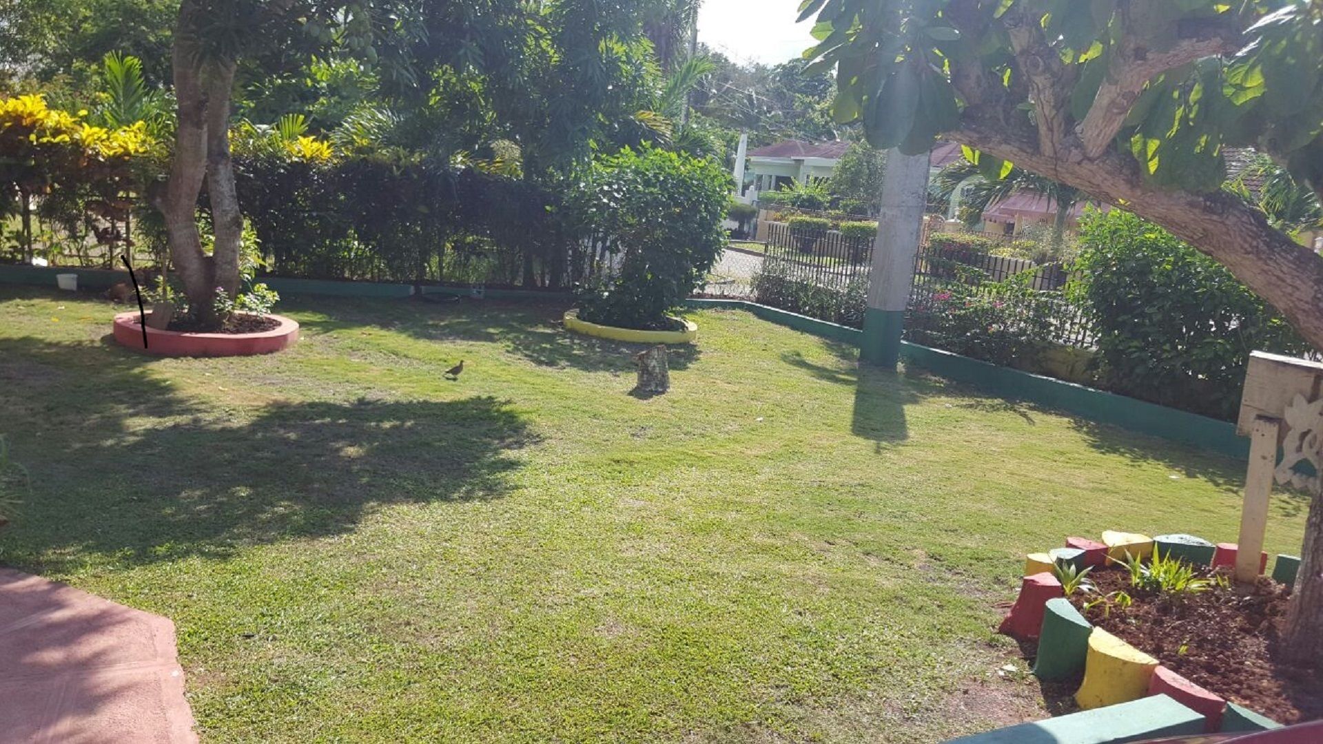 A well-maintained grassy yard with a tree, a small bush, and a fenced area.
