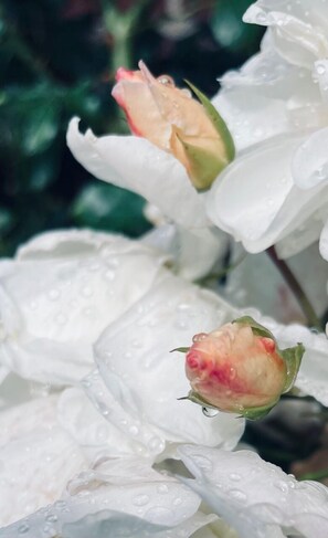 A close-up of white flowers with water droplets, likely roses, in a garden setting. - Hotel Hamngatan 27 (Falkenberg)