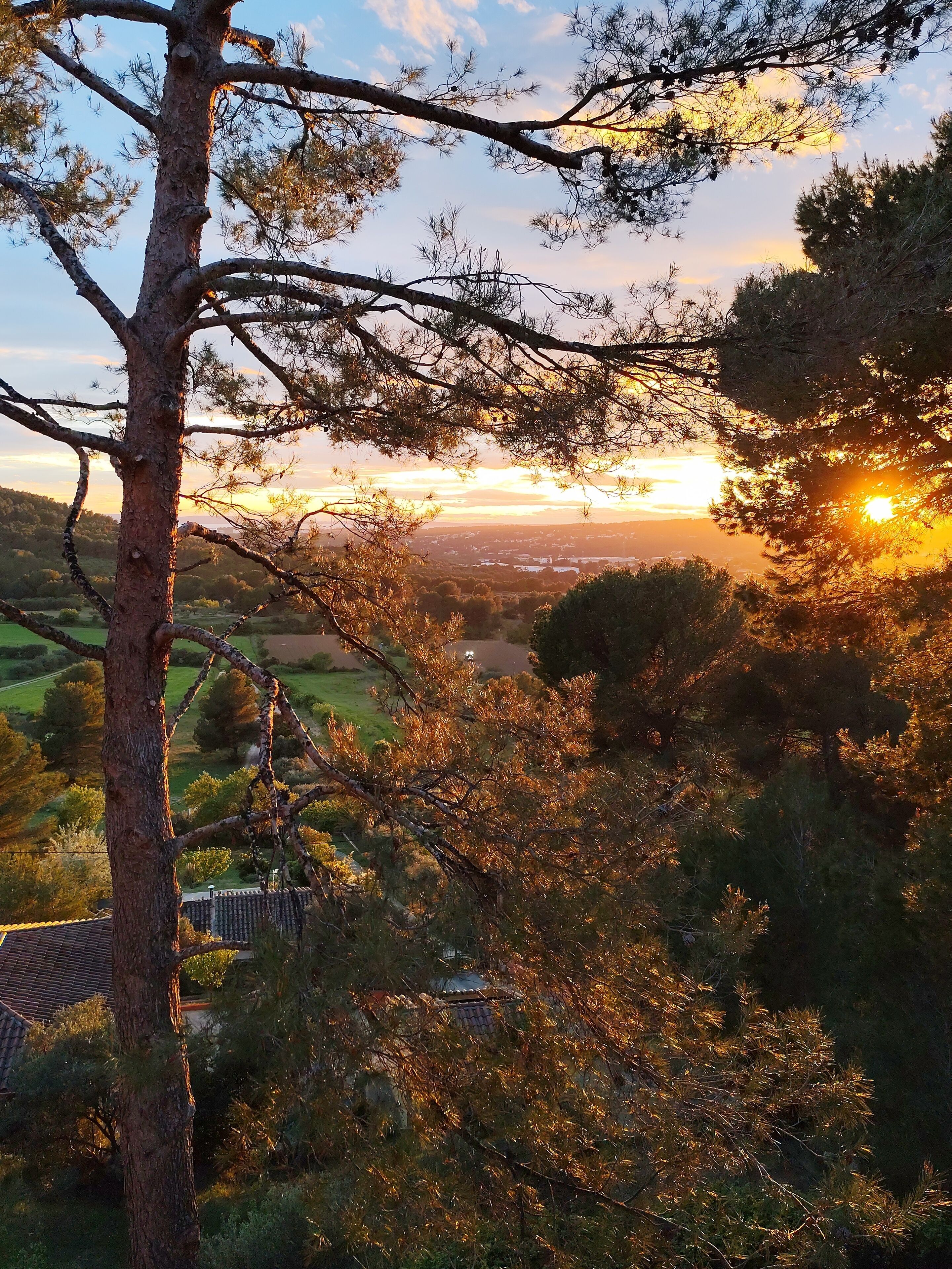 Un arbre qui offre une vue dégagée sur un paysage lointain, comprenant une étendue d’eau et un bâtiment doté d’un toit en tuiles.