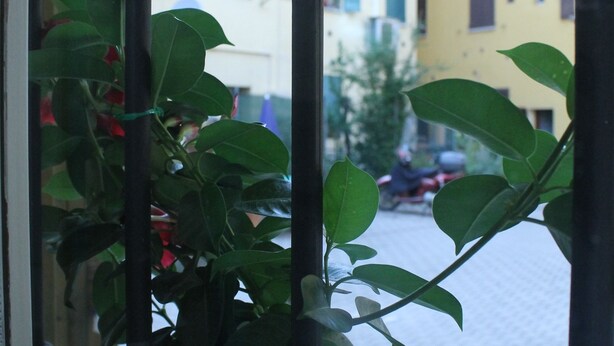 A potted plant in a window with a view of a street and buildings.