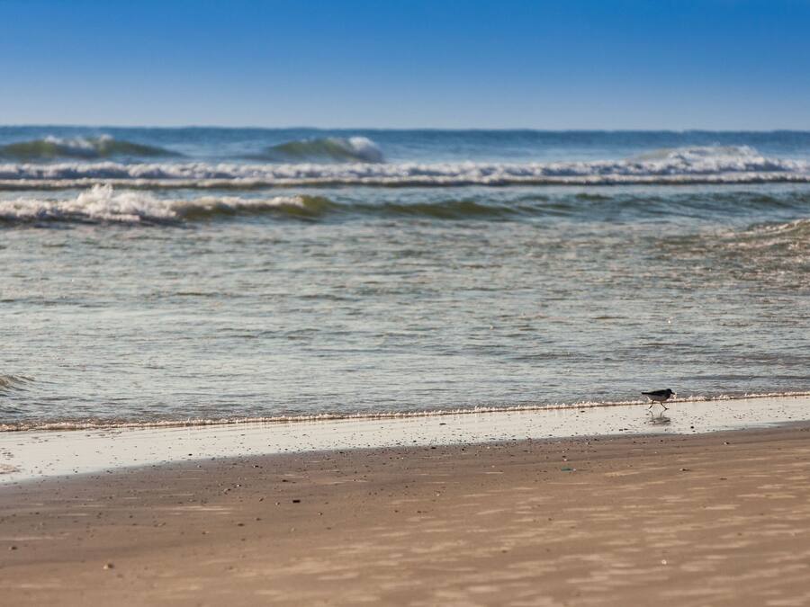 Een strand met golven en een vogel in het zand.