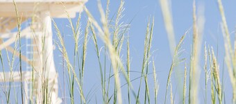 The Salty Mermaid Oceanfront Hotel