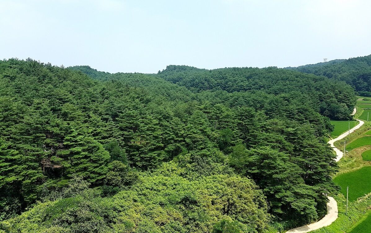 A lush green landscape with dense forest and a winding road.