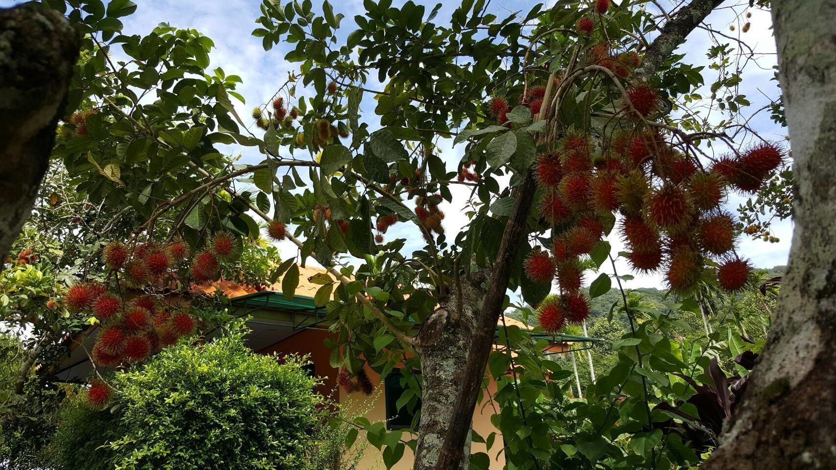 A tree with red spiky fruits and green leaves, with a building in the background.