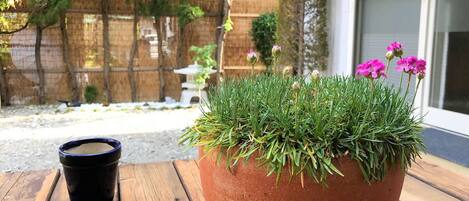 Una planta en maceta con follaje verde y flores rosas sobre una mesa de madera.