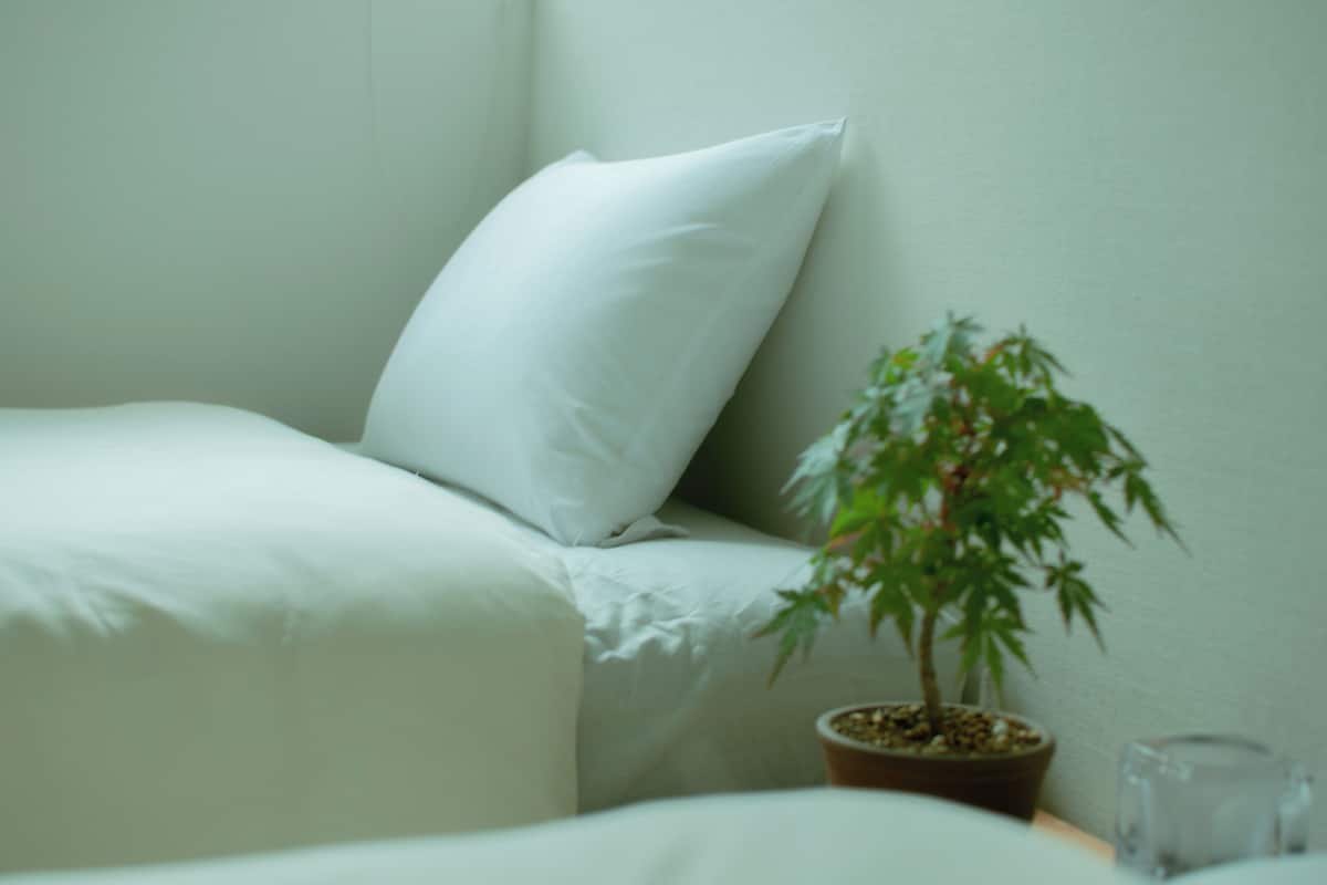 A bed with white bedding, a white pillow, and a small potted plant on the side.