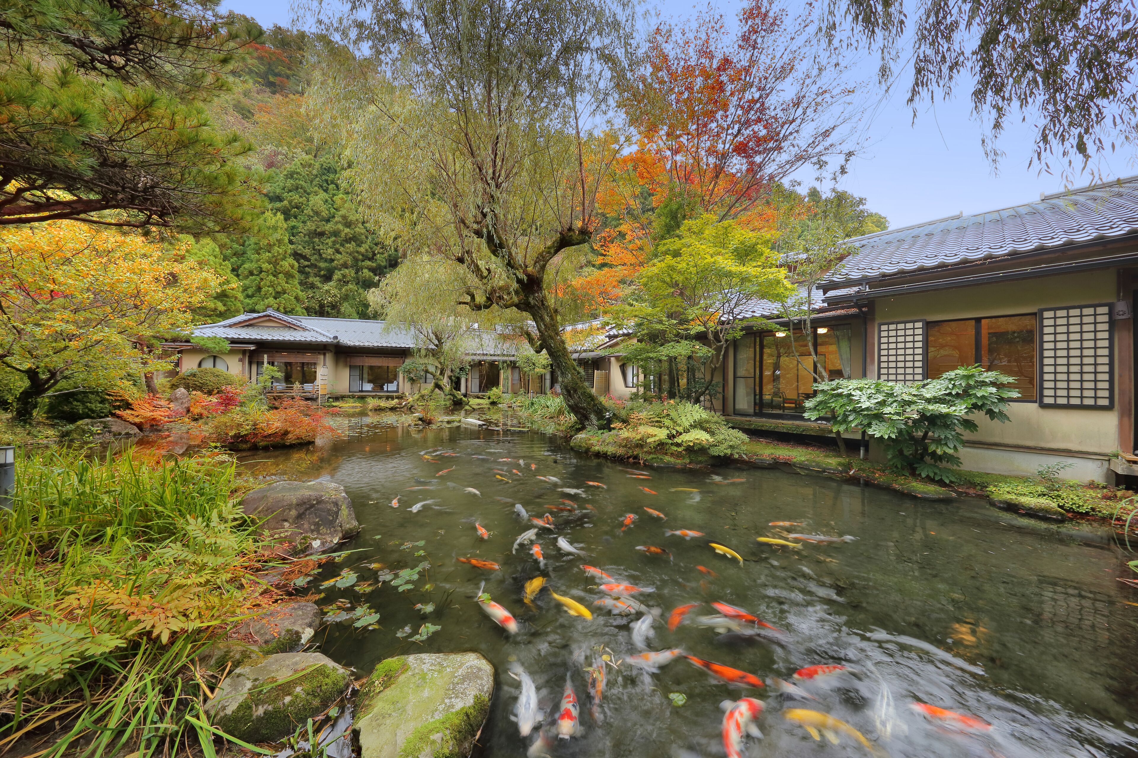 A traditional Japanese garden with koi fish in a pond, surrounded by autumn foliage and traditional buildings.