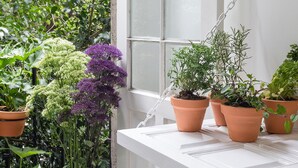 Um peitoril de janela com plantas em vasos, um regador de metal e um banquinho de madeira.