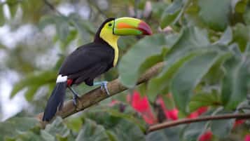 A toucan perched on a branch with dense foliage in the background.