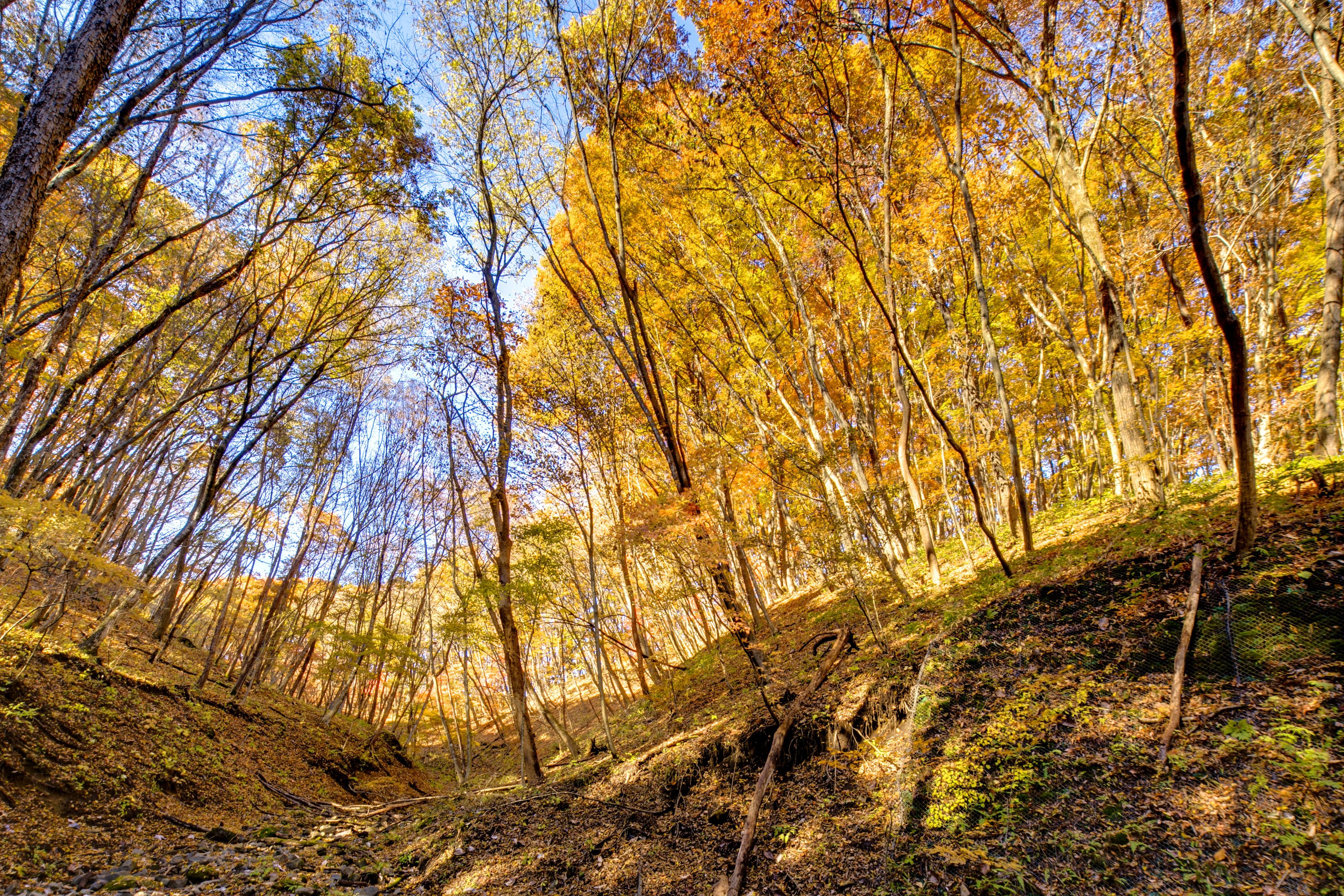 A forest with tall trees and a sloping terrain.
