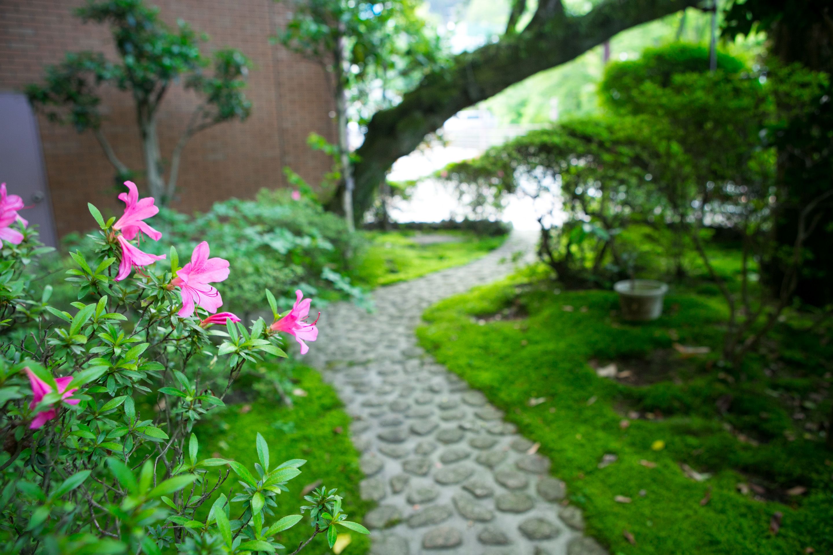 A garden pathway leading to a brick building, surrounded by lush greenery and pink flowers.