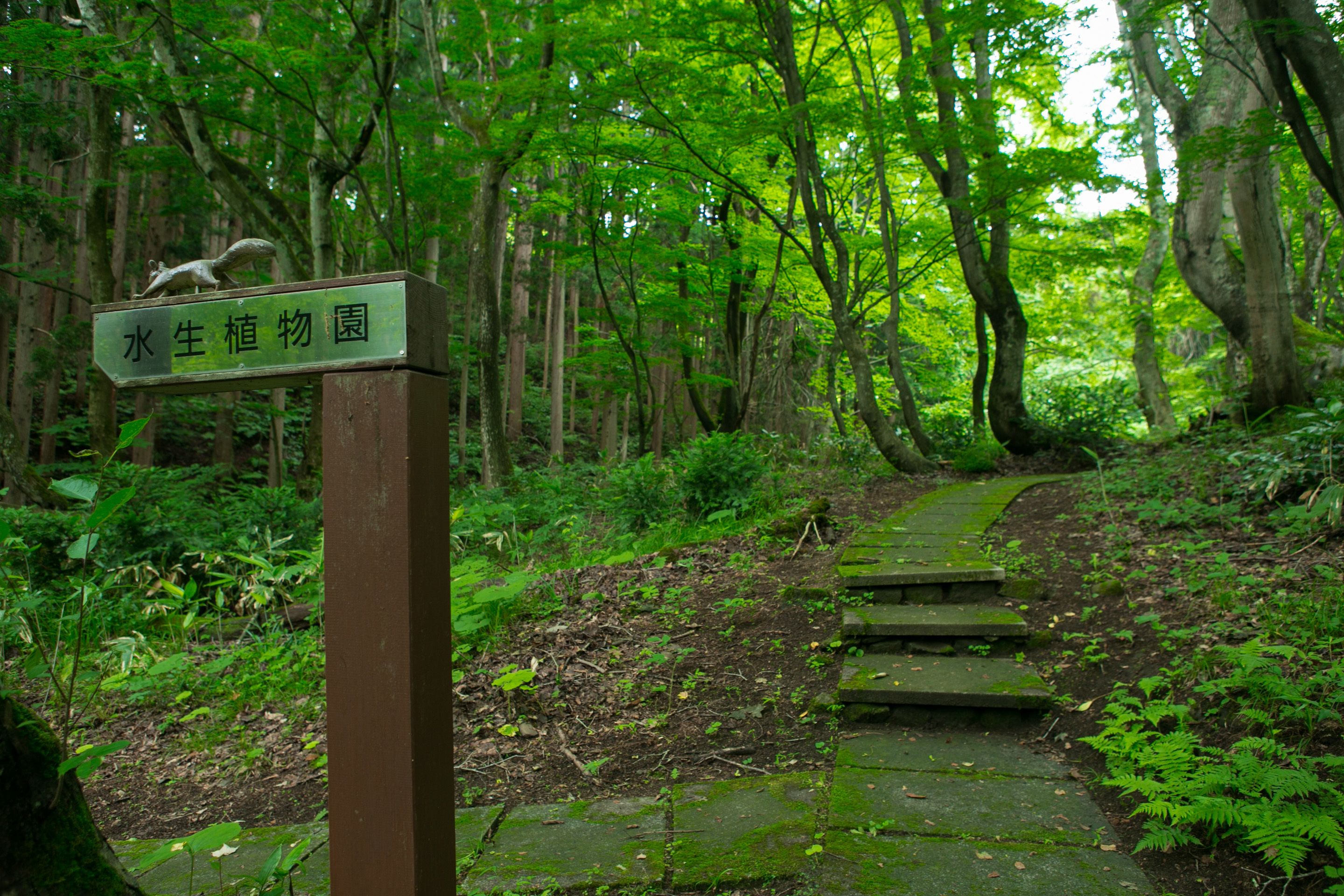A wooden signpost in a forested area with a pathway leading through the trees.