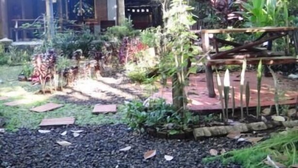 Un jardin où l’on trouve une grande variété de plantes et une terrasse en bois.