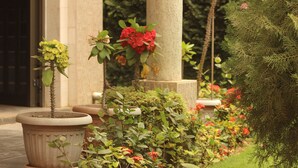 Un jardin agrémenté de plantes en pot et doté d’un chemin.