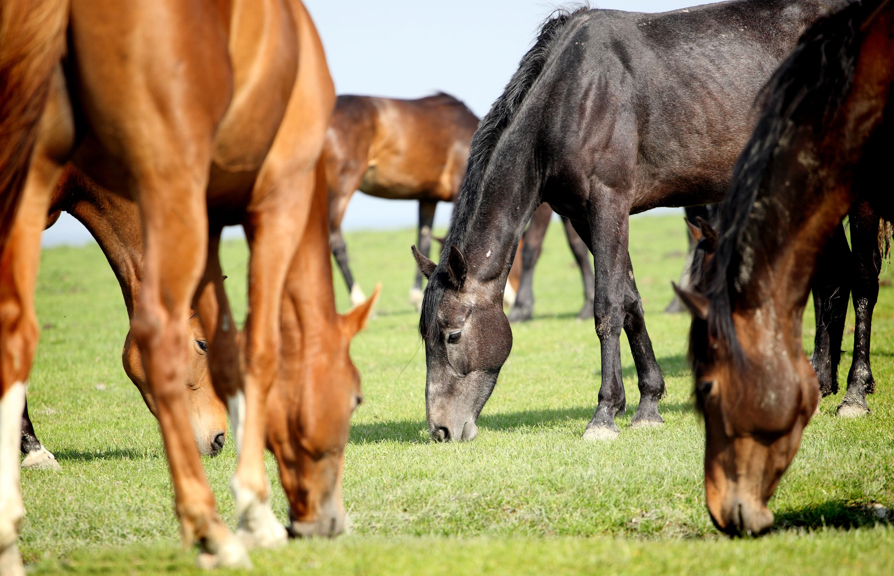 Un groupe de chevaux paît dans un champ herbeux.