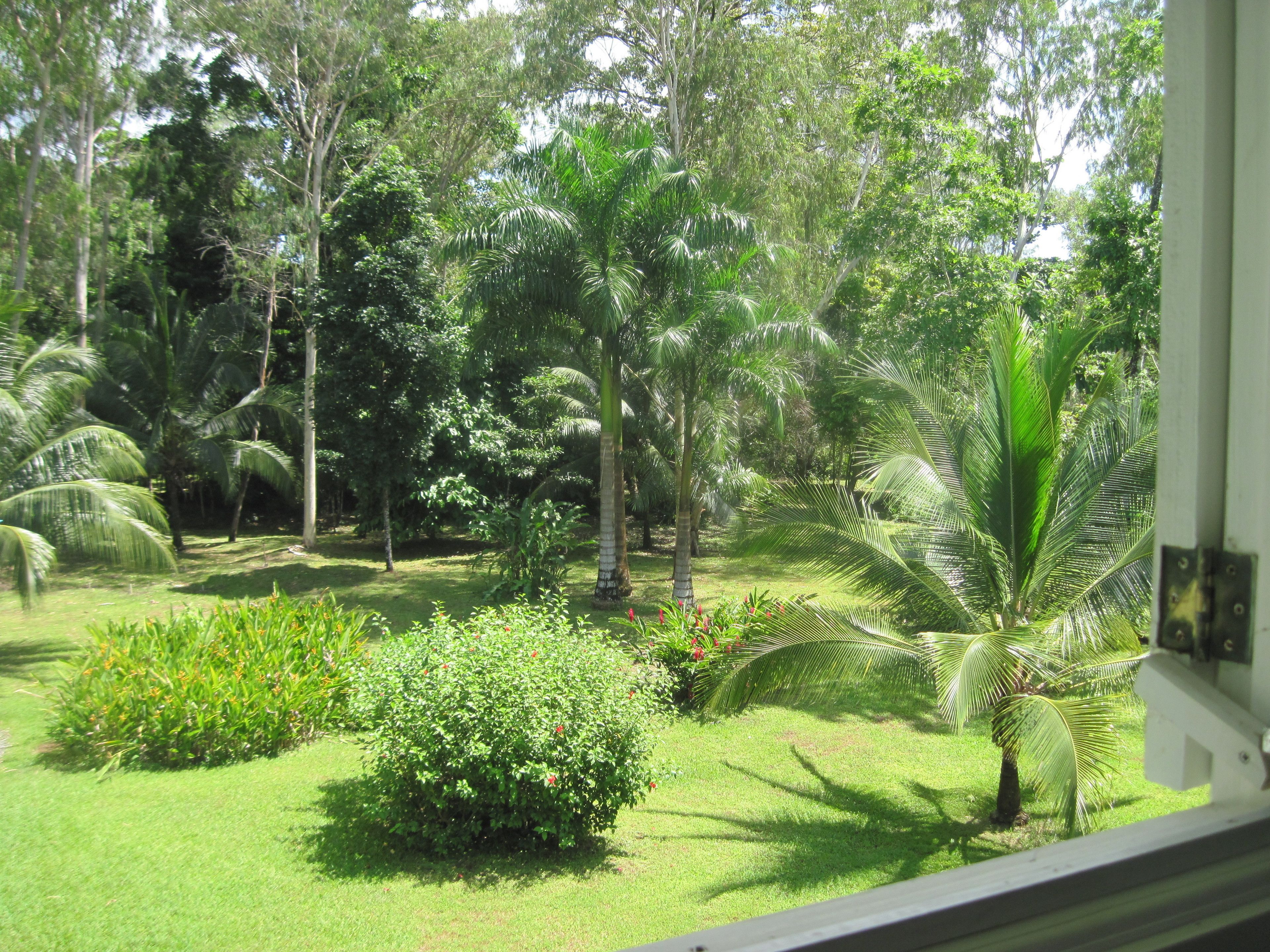 A lush garden with various trees and shrubs.