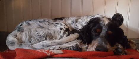 A dog lying on a red blanket.