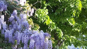 A garden with purple flowers and a boat docked by the water. - Villa Fiorita (Monfalcone)