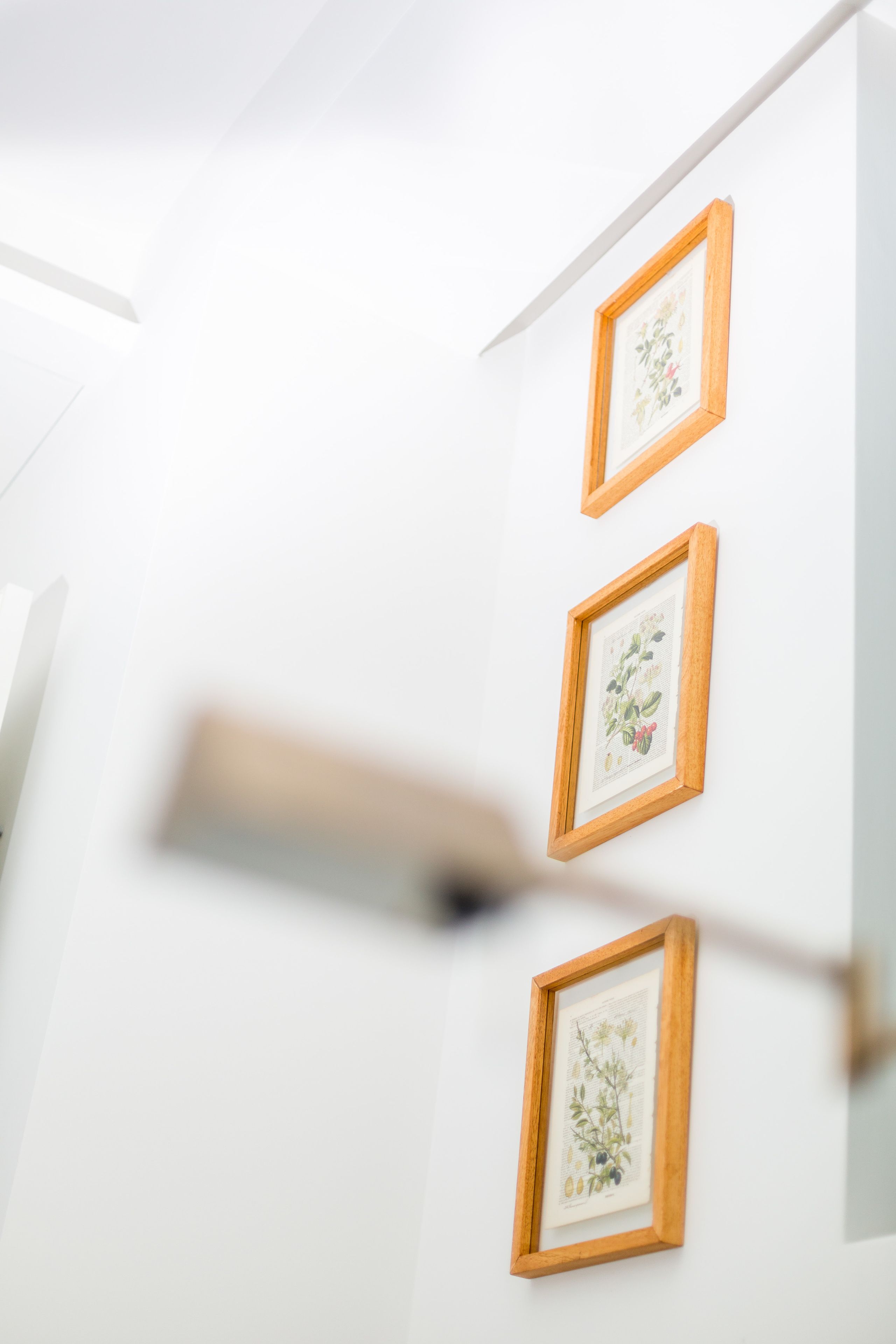 Una pared con tres ilustraciones botánicas enmarcadas.