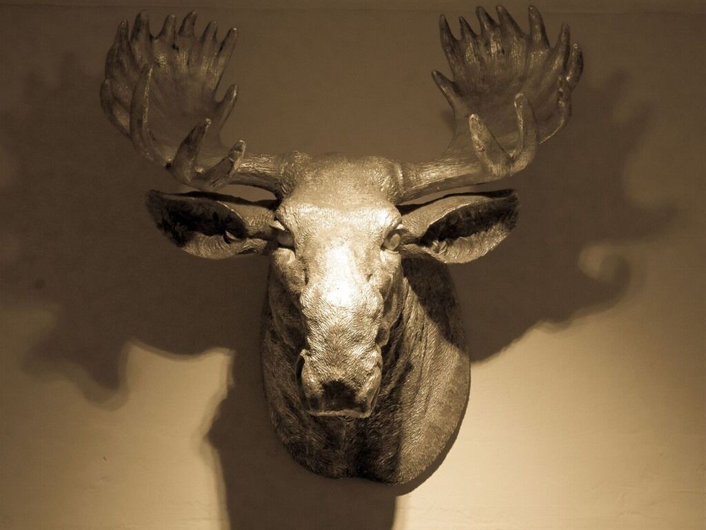 A mounted moose head with antlers.