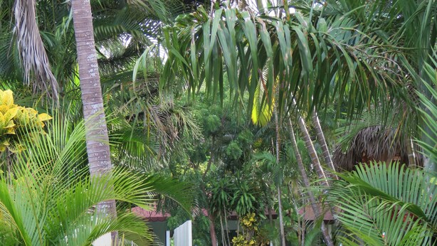 Ein gepflasterter Weg schlängelt sich durch einen üppigen Garten mit verschiedenen tropischen Pflanzen und einem weißen Tor.