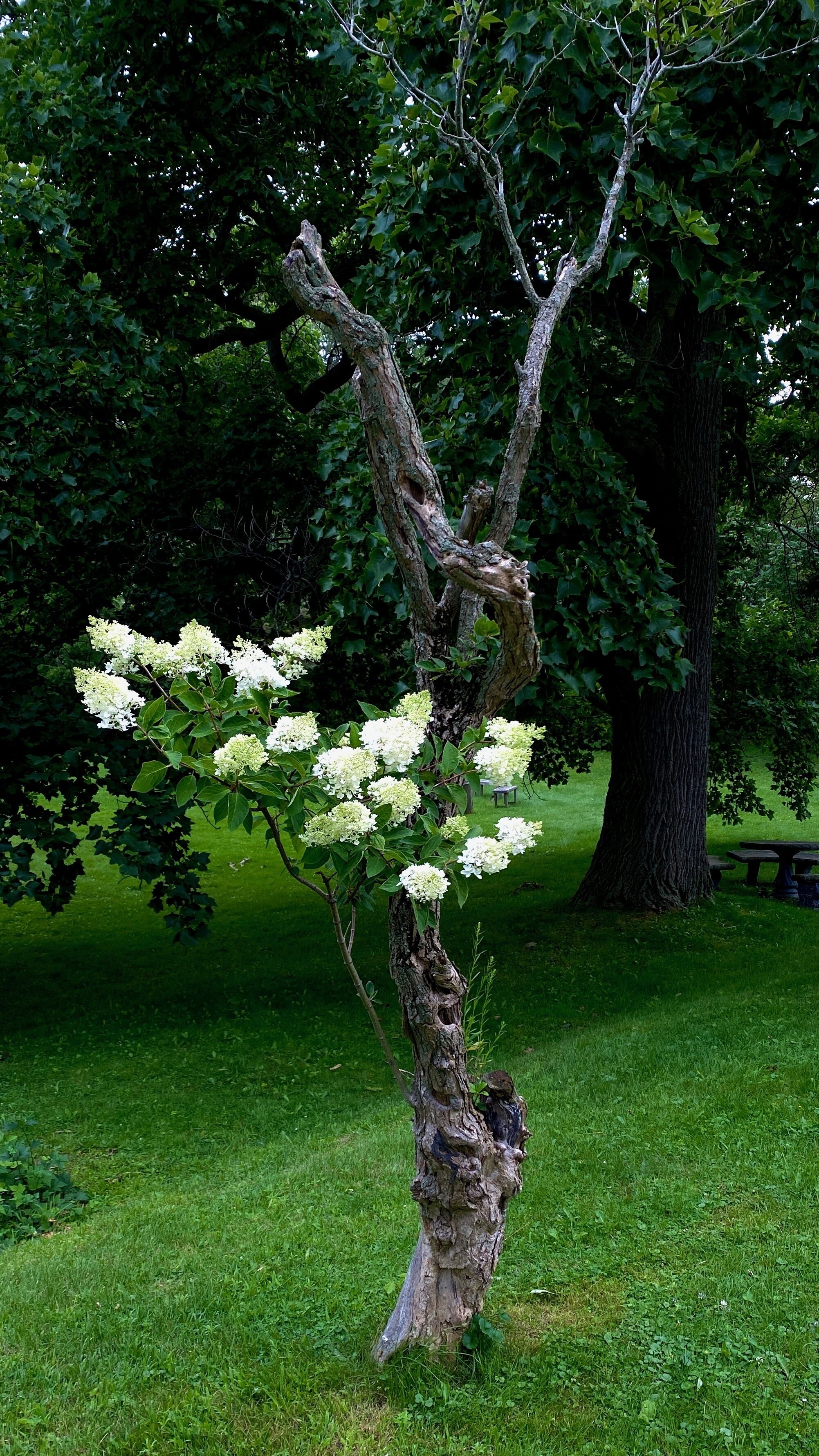 Un arbre aux fleurs blanches et un banc dans un parc.