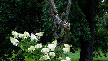Un arbre aux fleurs blanches et un banc dans un parc.