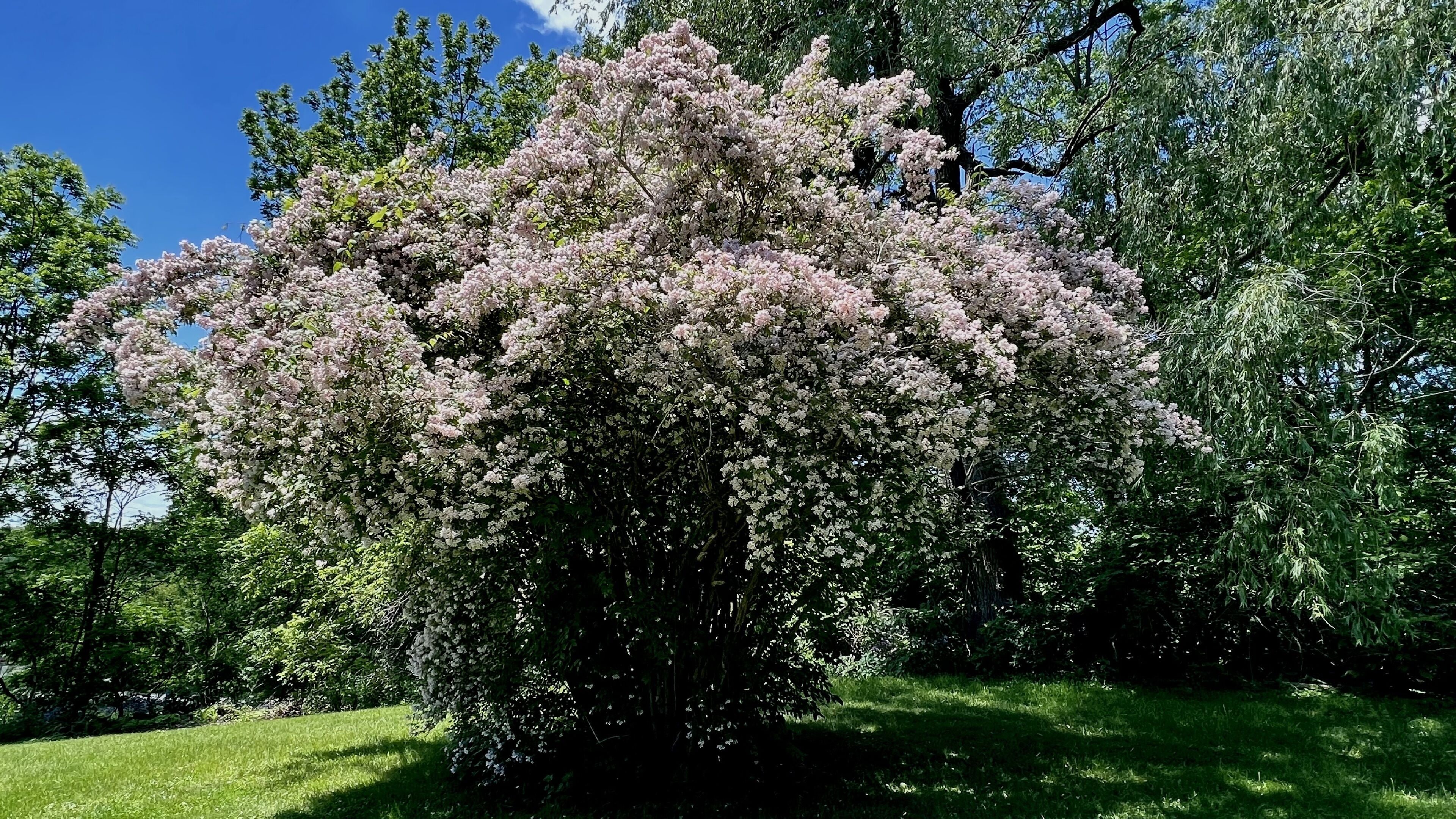 Un árbol grande con abundante floración rosa en un parque.