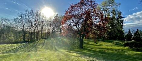 A park with a sunlit path, trees, and a grassy area.