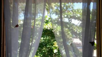 Ein Fenster mit transparenten weißen Vorhängen, Blick auf üppiges Grün und ein Blick auf ein Gebäude im Hintergrund.