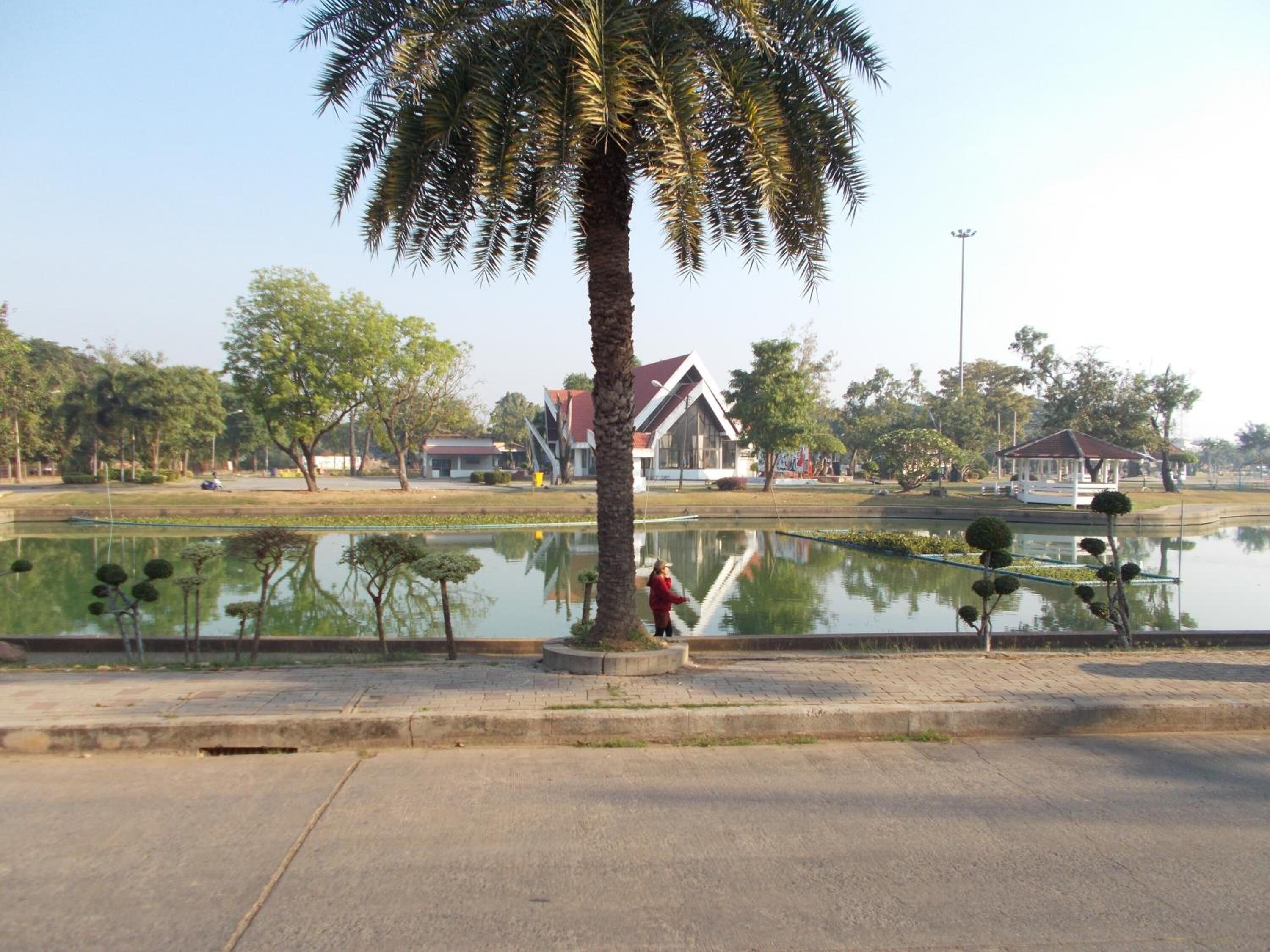 A park with a palm tree, a pond, and a building in the background.