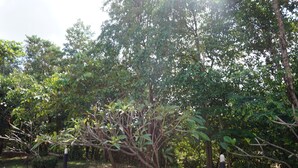 A garden with various trees and shrubs, a pathway, and a statue. - Ratchapreuk Resort (Kalasin)