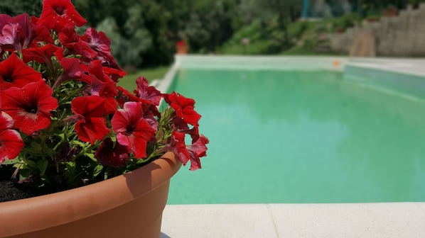 A potted plant with red flowers next to a swimming pool. - Il Merangolo (Montebuono)