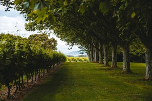 Vineyard - The Marlborough (Rapaura)