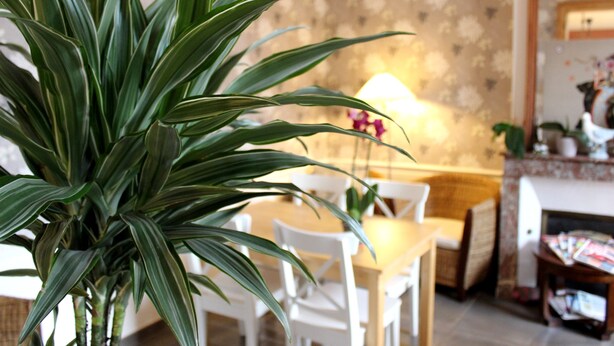 Un salón con una planta verde grande en primer plano, un sofá blanco, una mesa de centro de madera y una chimenea con una revista encima.