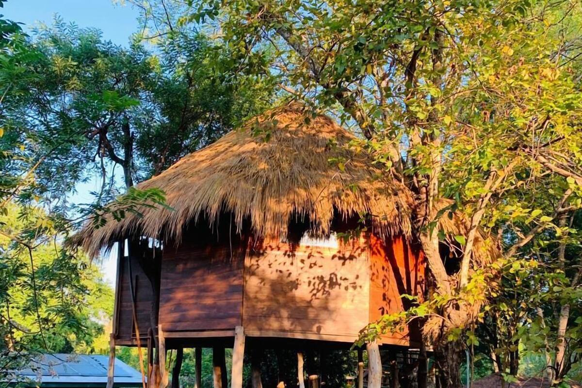 A treehouse with a thatched roof, supported by wooden stilts, surrounded by lush greenery.
