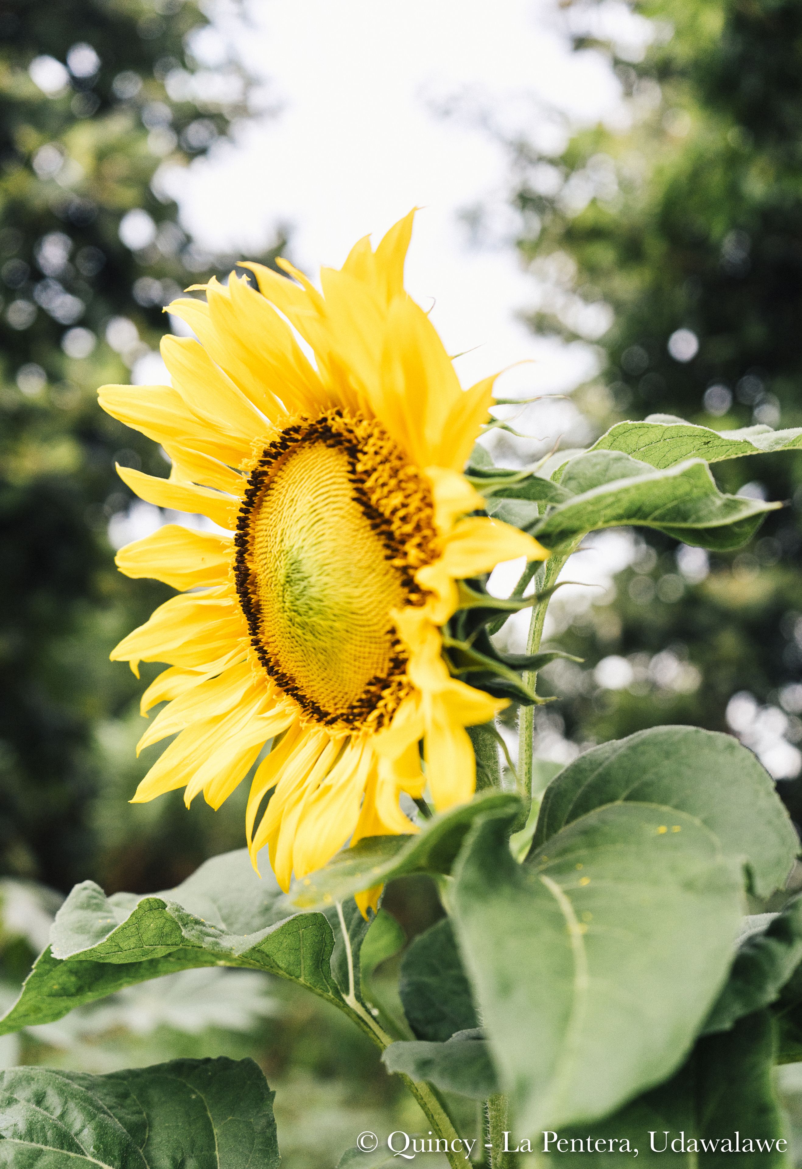 Primer plano de un girasol, con árboles desenfocados al fondo.