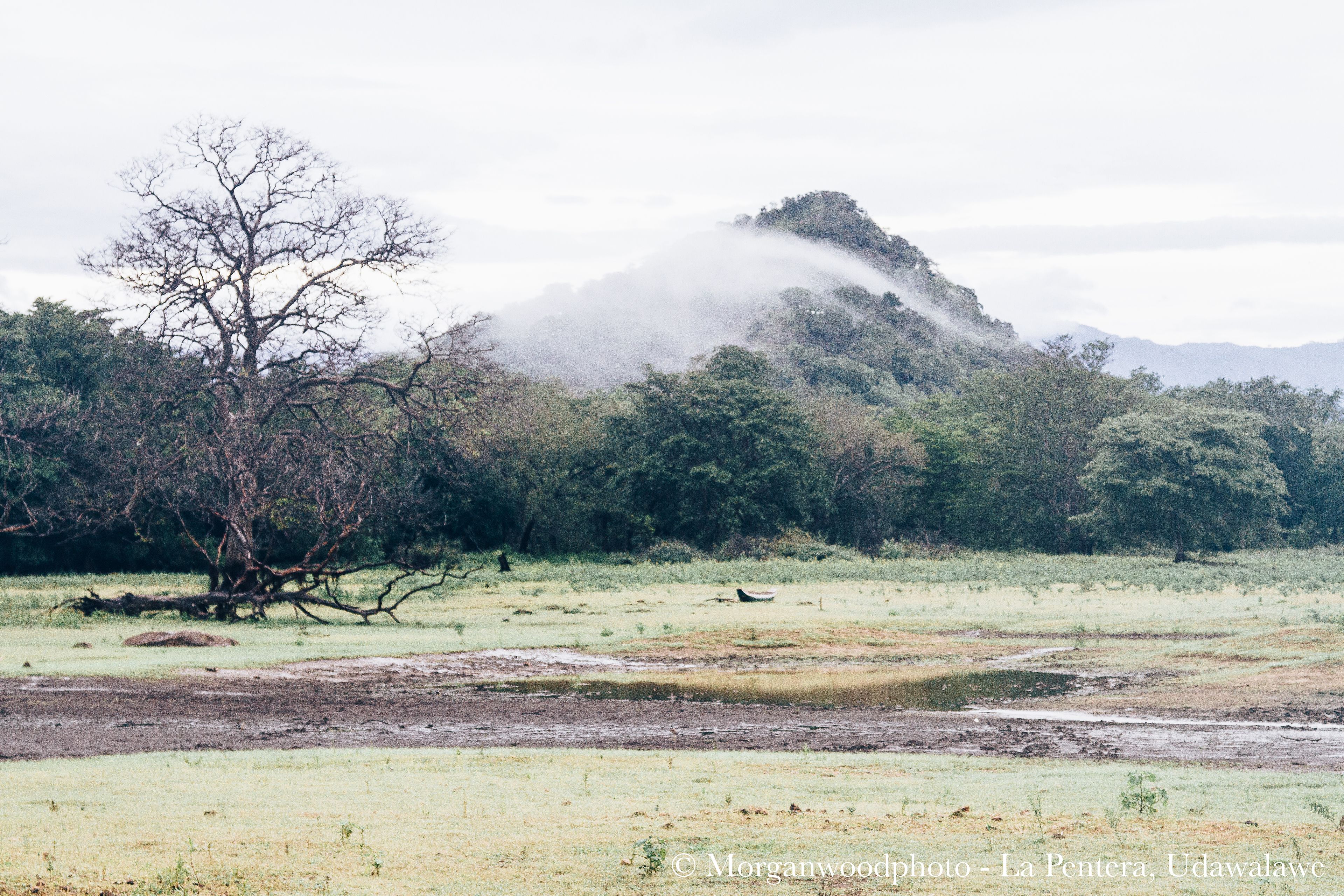 Un paisaje natural con un árbol, una colina y una masa de agua.