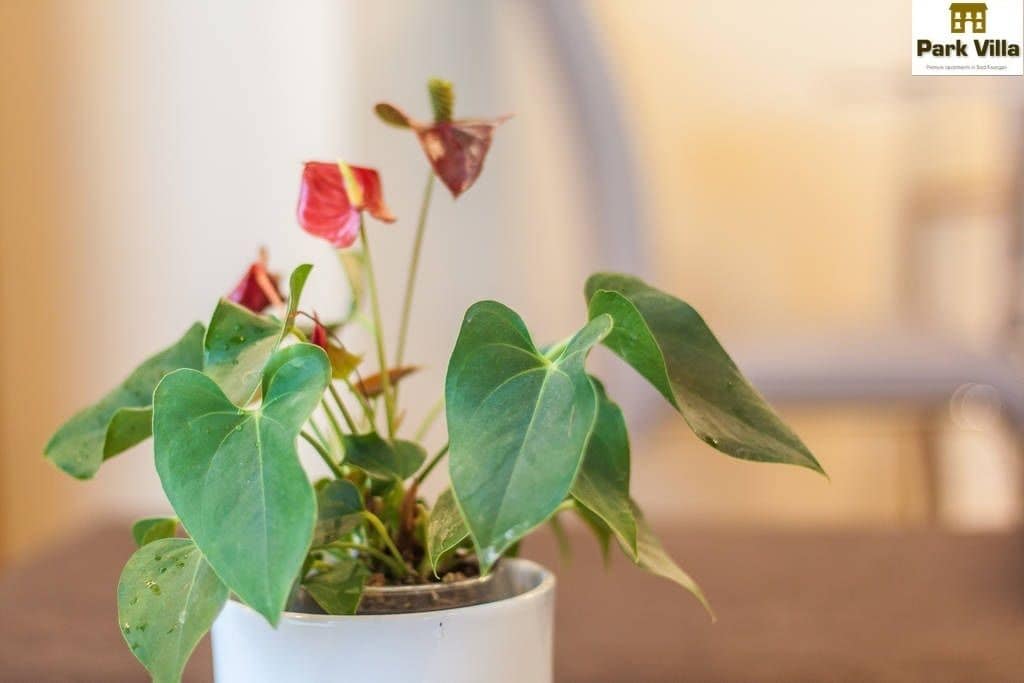 Une plante en pot, avec de grandes feuilles vertes et quelques fleurs rouges, le tout dans un pot blanc.