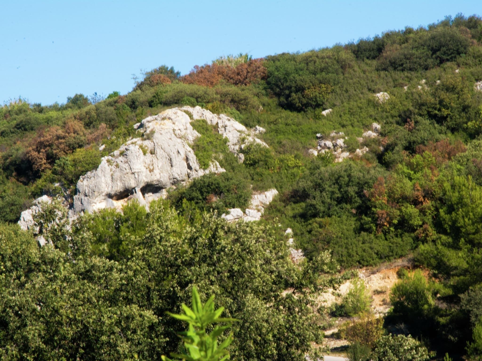 A rocky hillside with dense green vegetation.