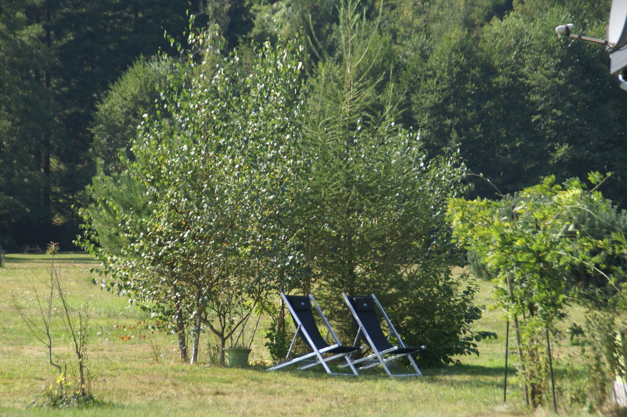 Un arbre devant lequel se trouvent deux chaises longues.