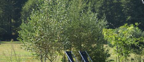 Un arbre devant lequel se trouvent deux chaises longues.