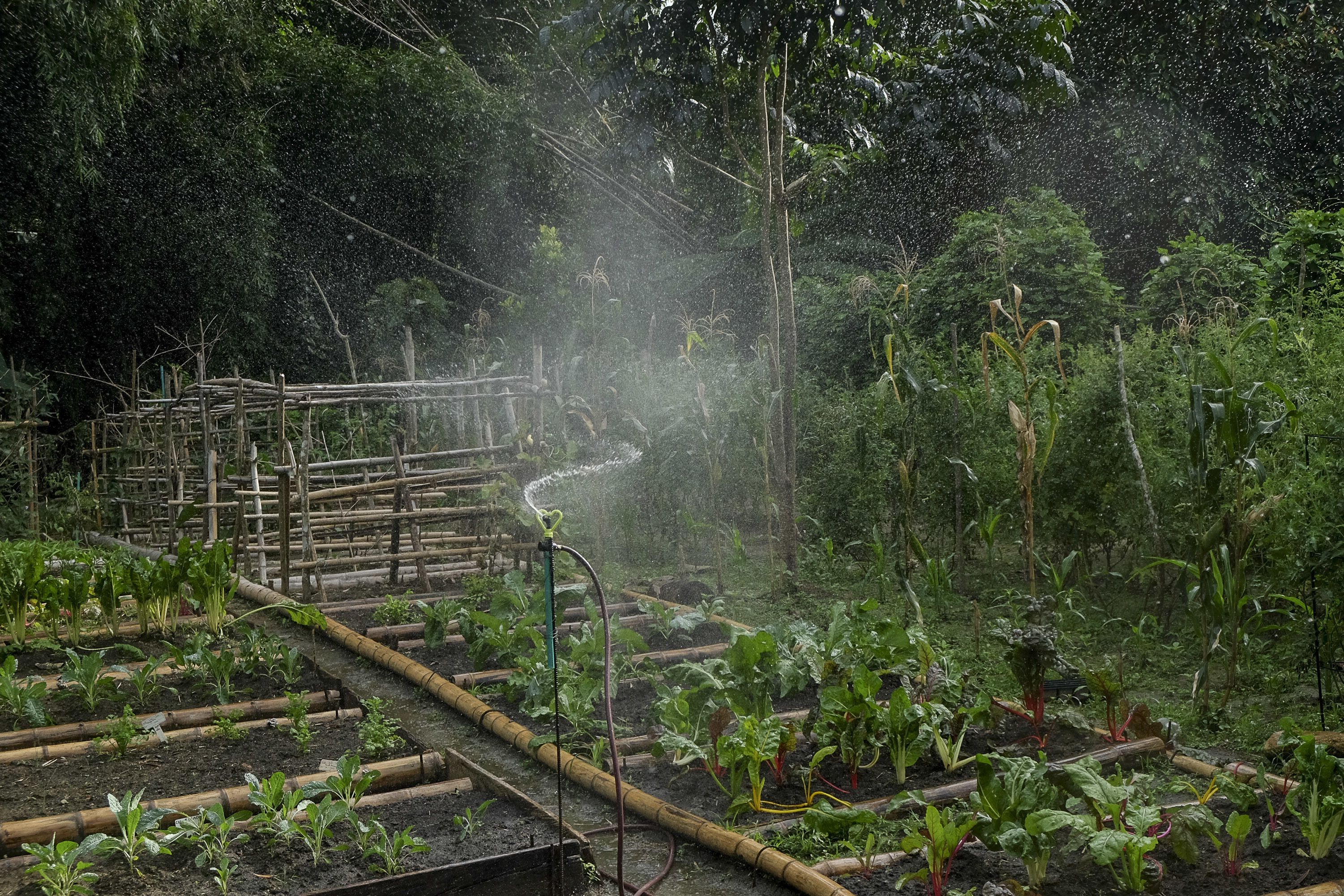 Un jardín con macizos elevados y una valla de bambú.
