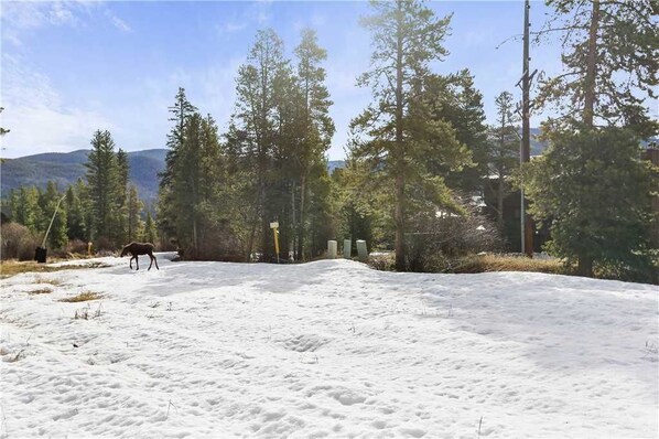 A snowy landscape with a dog, trees, and a distant mountain range.