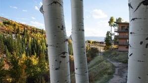 A view of birch trees with a building in the background. - Storm Meadows Townhouse 4 Town House (Steamboat Springs)