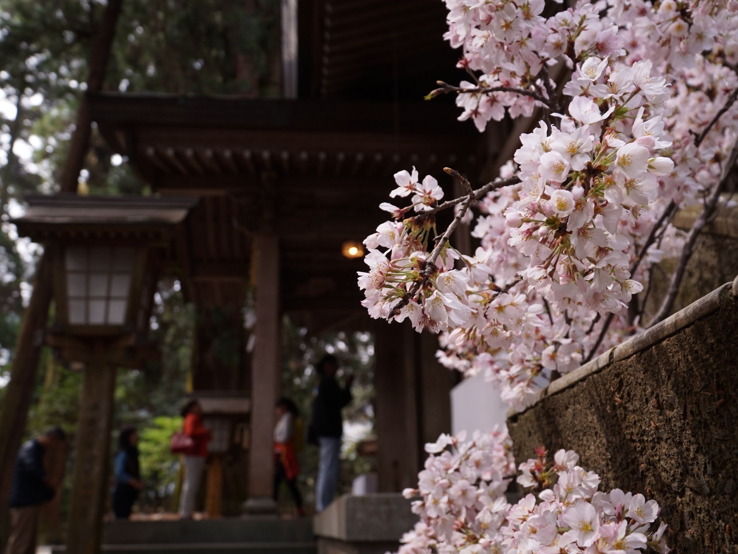 Cherry blossoms in full bloom along a stone pathway, with traditional wooden structures and a lantern in the background.