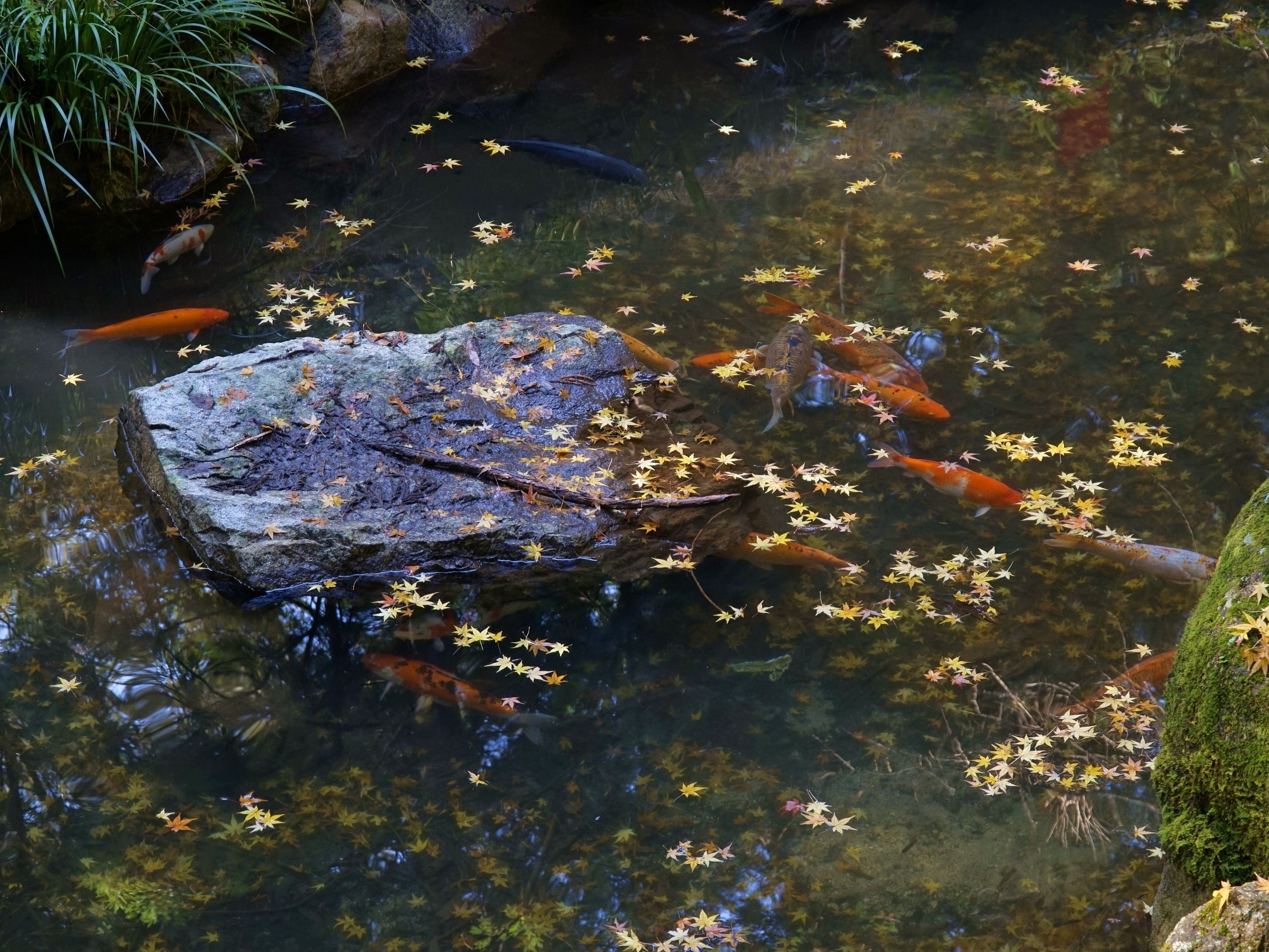 A koi pond with clear water, rocks, and autumn leaves.