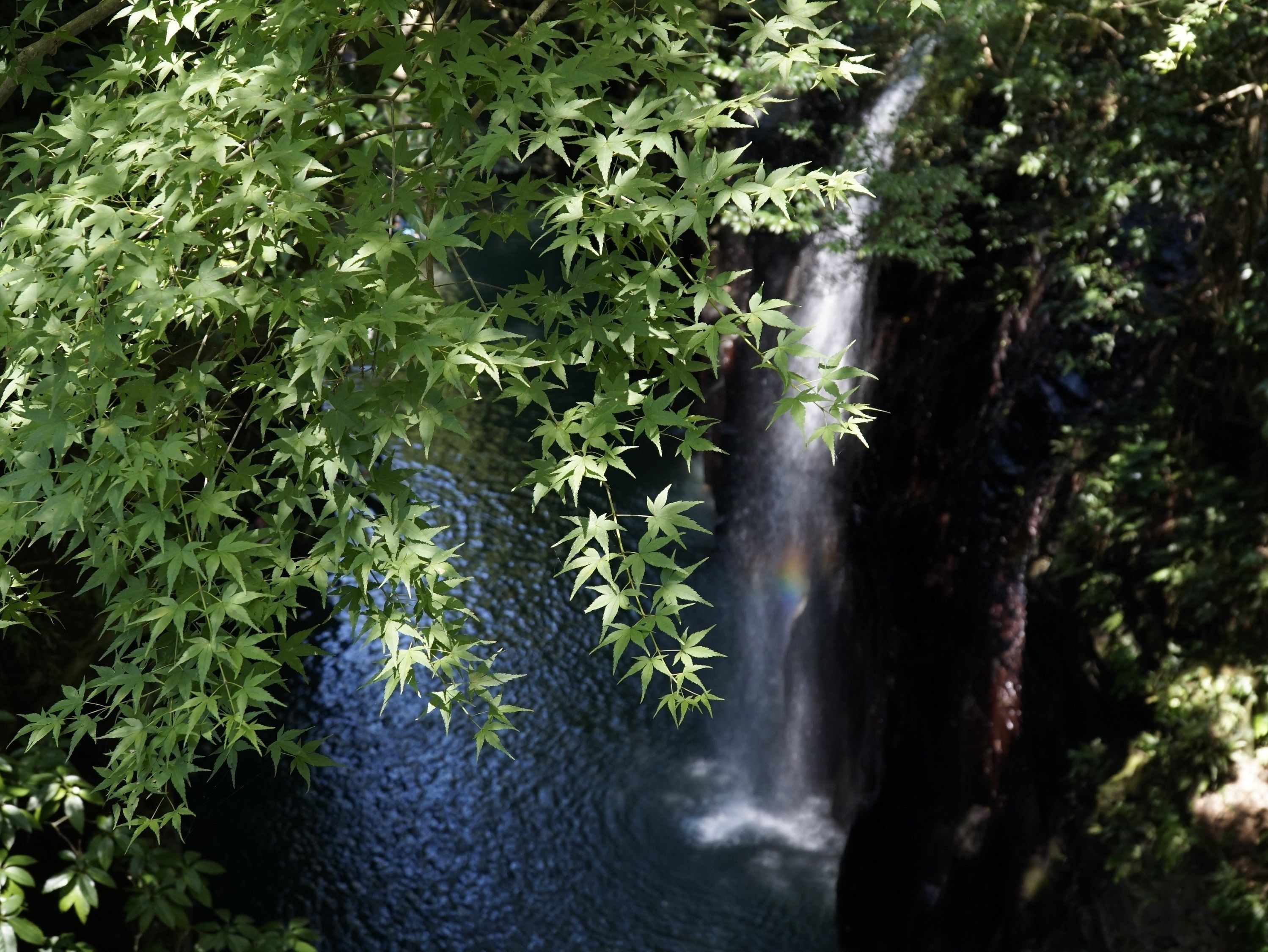 A waterfall surrounded by dense foliage.