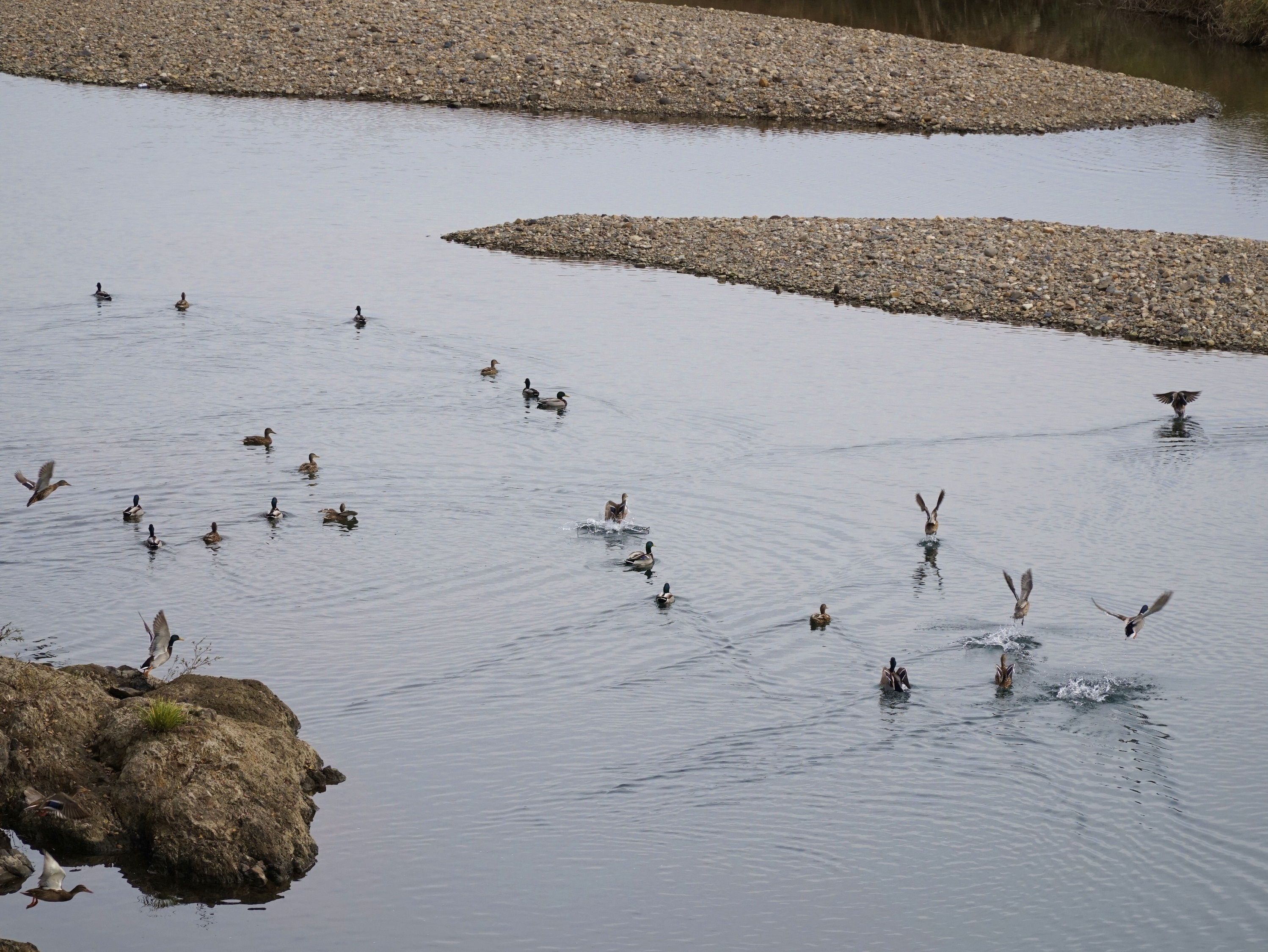 A group of ducks swimming in a calm body of water with a rocky shoreline.
