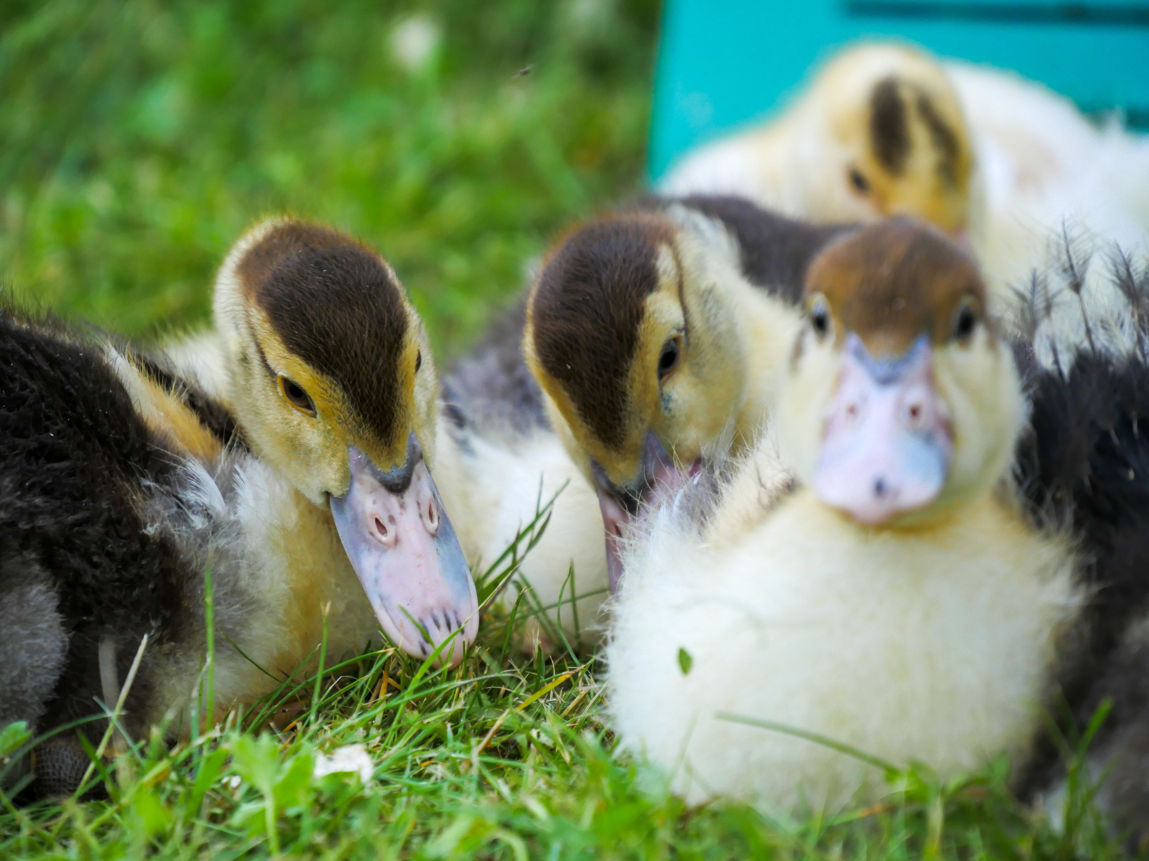 Three ducklings lying on grass.